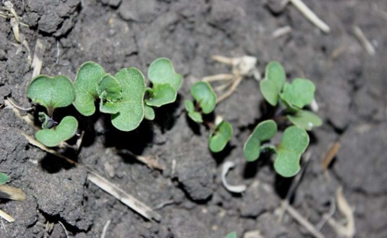 Когда сеять озимый рапс? Плюсы и минусы сева в сентябре - agroexpert.md
