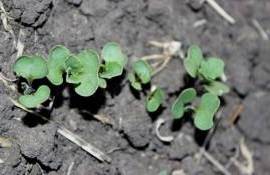 Когда сеять озимый рапс? Плюсы и минусы сева в сентябре - agroexpert.md