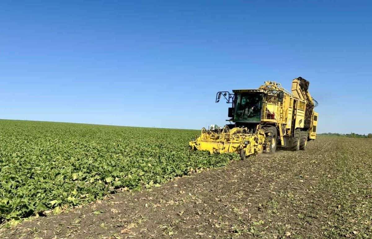Südzucker Moldova: первые оценки урожайности сахарной свеклы в Молдове - agroexpert.md