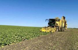 Südzucker Moldova: первые оценки урожайности сахарной свеклы в Молдове - agroexpert.md