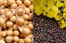 В Украине ввели пошлину в 10 процентов на экспорт сои и рапса - agroexpert.md