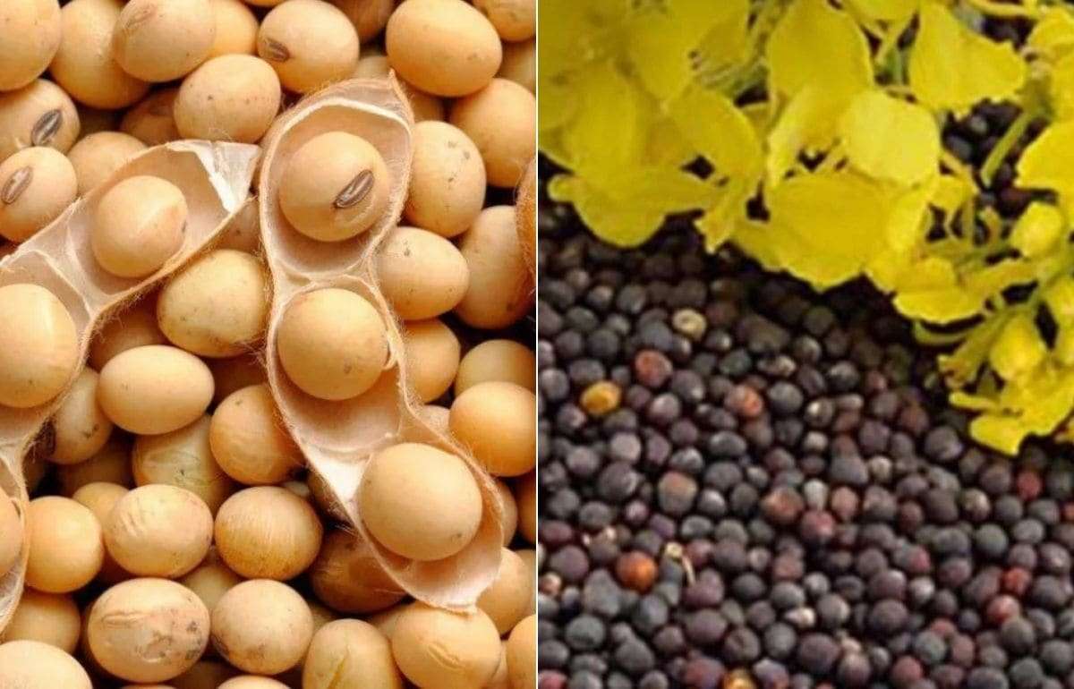 В Украине ввели пошлину в 10 процентов на экспорт сои и рапса - agroexpert.md