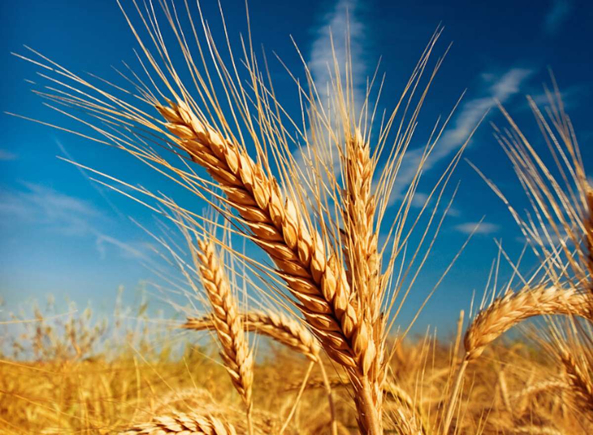 Cu cât se comercializează pe piața din RM - agroexpert.md