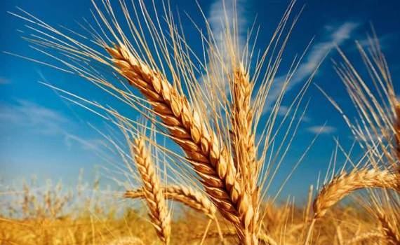 Cu cât se comercializează pe piața din RM - agroexpert.md