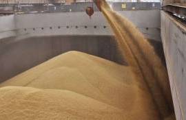 Экспортные цены на пшеницу в Украине снижаются - agroexpert.md