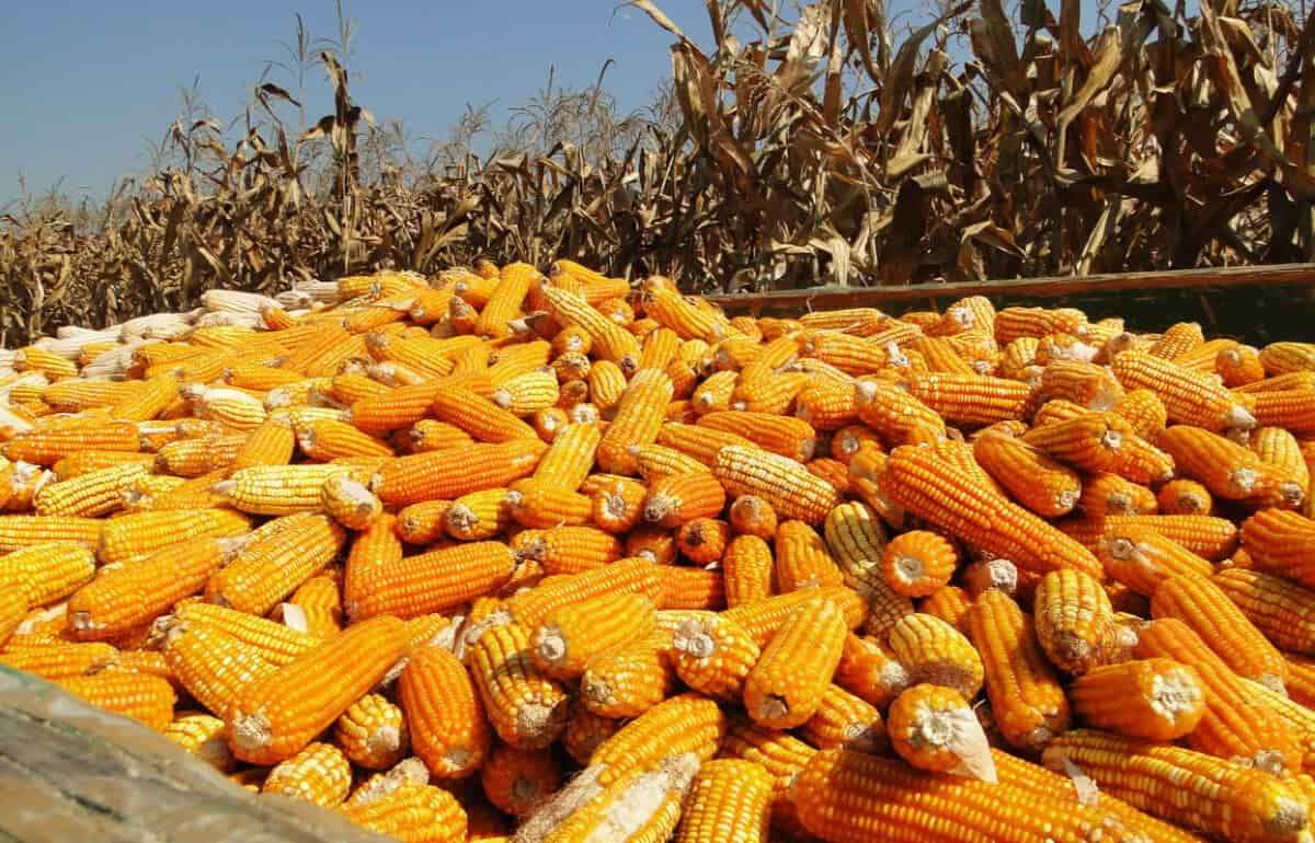 Ориентиры цен на кукурузу в Украине на осень–зиму 2023/24 года - agroexpert.md