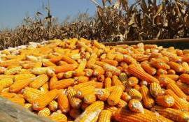 Ориентиры цен на кукурузу в Украине на осень–зиму 2023/24 года - agroexpert.md