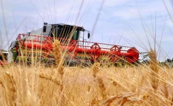 Молдова и Израиль договорились о совместном выращивании пшеницы - agroexpert.md