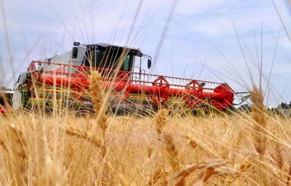 Молдова и Израиль договорились о совместном выращивании пшеницы - agroexpert.md