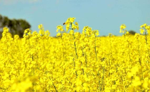 Смешанные посевы помогают бороться с вредителями в посевах рапса - agroexpert.md