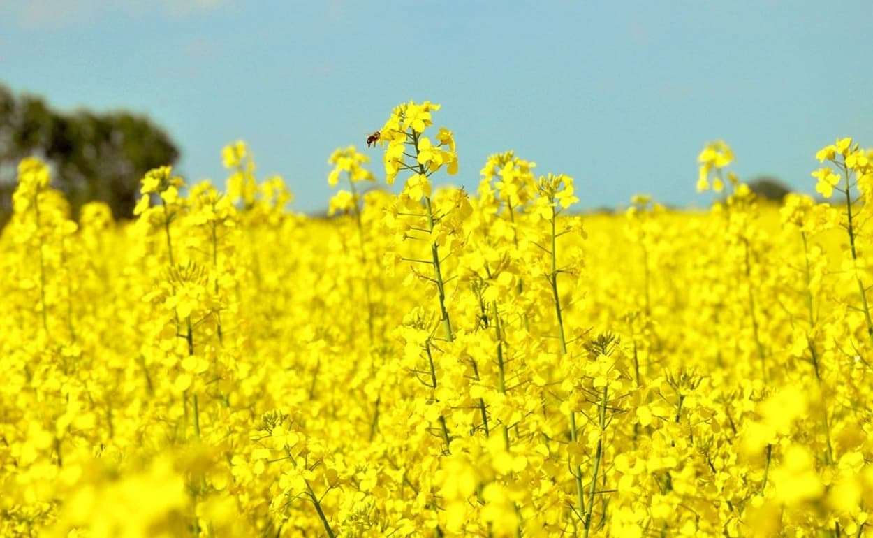 Смешанные посевы помогают бороться с вредителями в посевах рапса - agroexpert.md