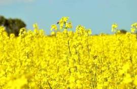 Смешанные посевы помогают бороться с вредителями в посевах рапса - agroexpert.md