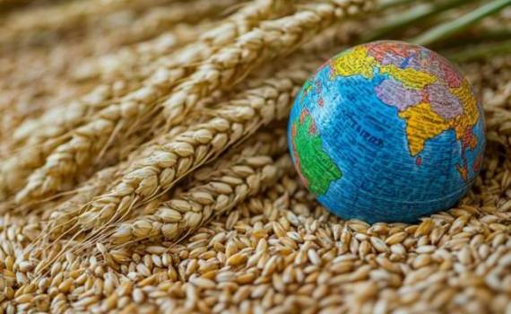 Обзор тенденций и цен на мировых рынках зерна и масличных - agroexpert.md