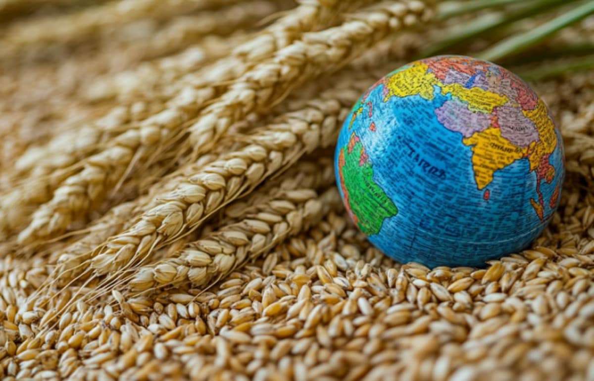 Обзор тенденций и цен на мировых рынках зерна и масличных - agroexpert.md