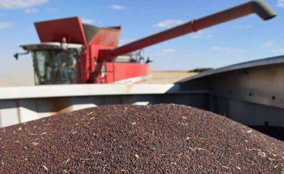 Preț bun și volum record rapiță - agroexpert.md