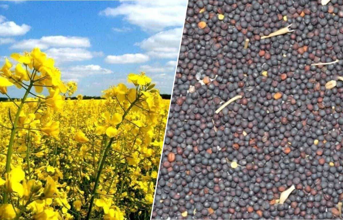 Экспорт рапса из Украины полностью остановился - agroexpert.md