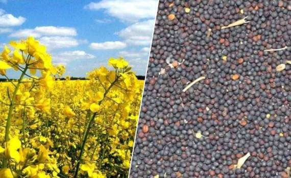 Экспорт рапса из Украины полностью остановился - agroexpert.md