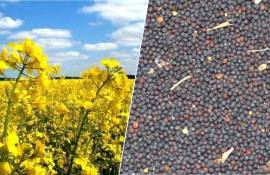 Экспорт рапса из Украины полностью остановился - agroexpert.md