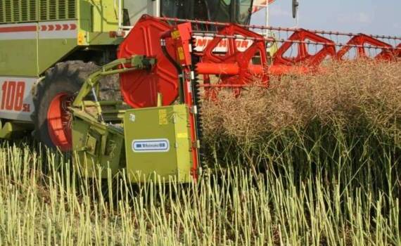 Как британский фермер достиг чемпионского урожая озимого рапса - agroexpert.md