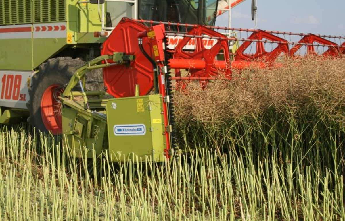Как британский фермер достиг чемпионского урожая озимого рапса - agroexpert.md