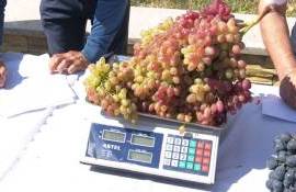 Гроздь-гигант весом почти 5 кг поразила посетителей фестиваля винограда - agroexpert.md