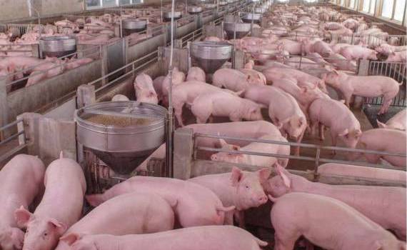 Китайские пошлины серьезно бьют по европейской отрасли свиноводства - agroexpert.md