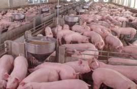 Китайские пошлины серьезно бьют по европейской отрасли свиноводства - agroexpert.md