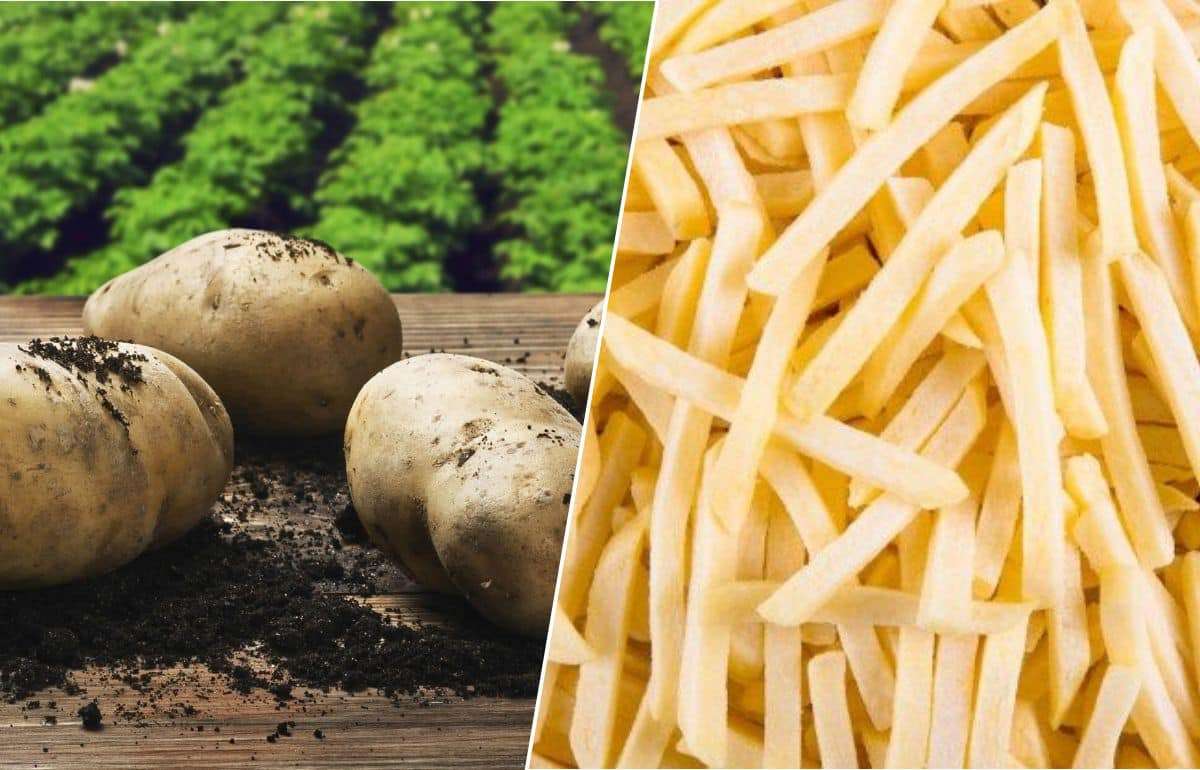 Доля переработанного картофеля в мировом производстве непрерывно растет - agroexpert.md