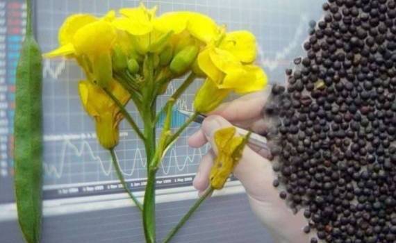 Обзор рынка рапса: падение цен и дефицит предложения - agroexpert.md