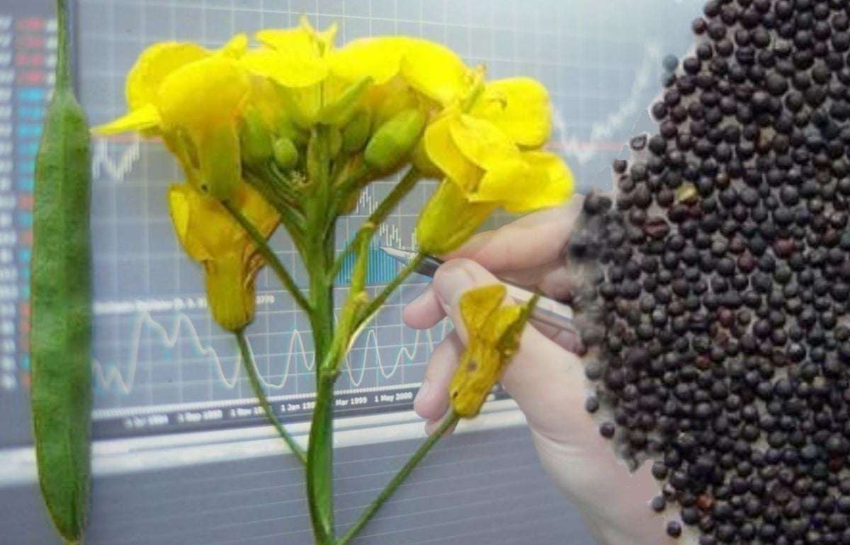 Обзор рынка рапса: падение цен и дефицит предложения - agroexpert.md