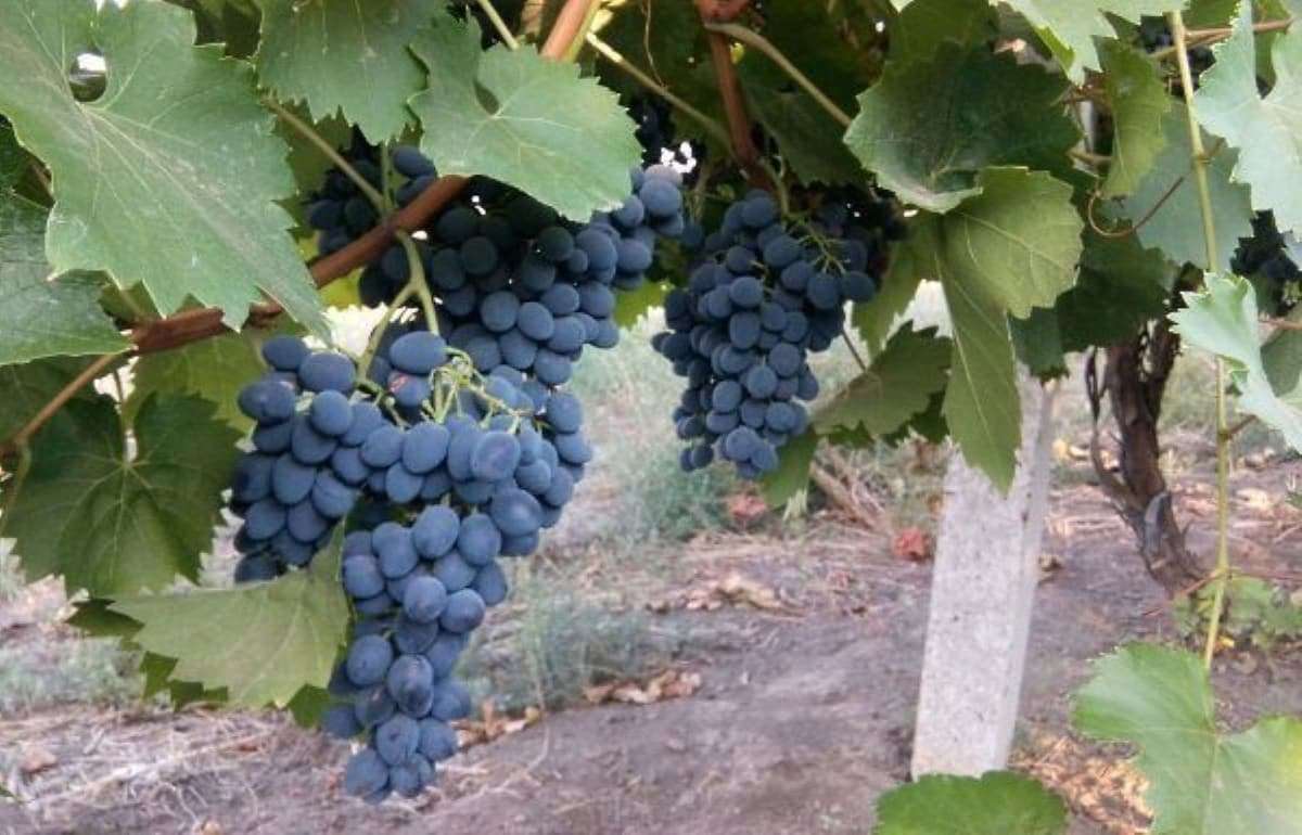 В Молдове ожидается рекордный экспорт столового винограда - agroexpert.md