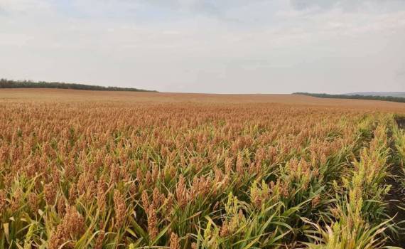 Урожайность сорго в Молдове ожидается ниже прошлогодней - agroexpert.md
