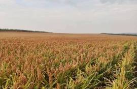 Урожайность сорго в Молдове ожидается ниже прошлогодней - agroexpert.md