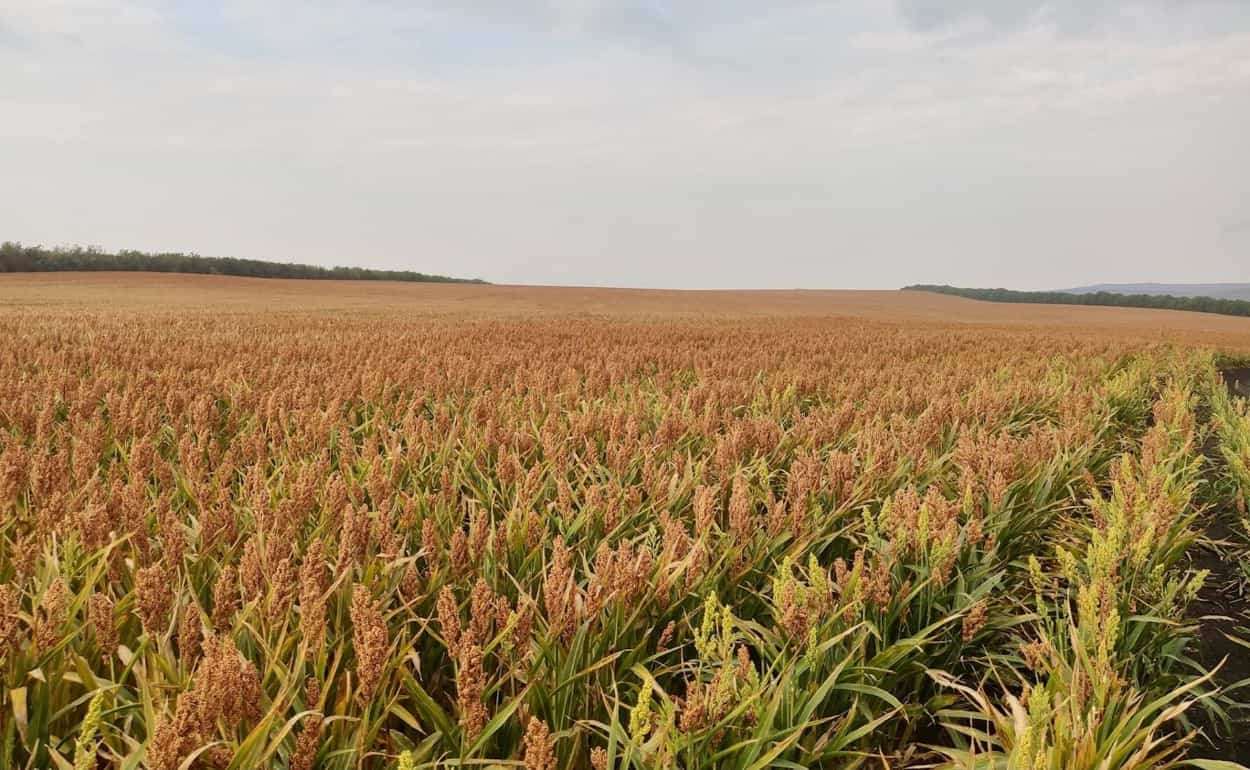 Урожайность сорго в Молдове ожидается ниже прошлогодней - agroexpert.md