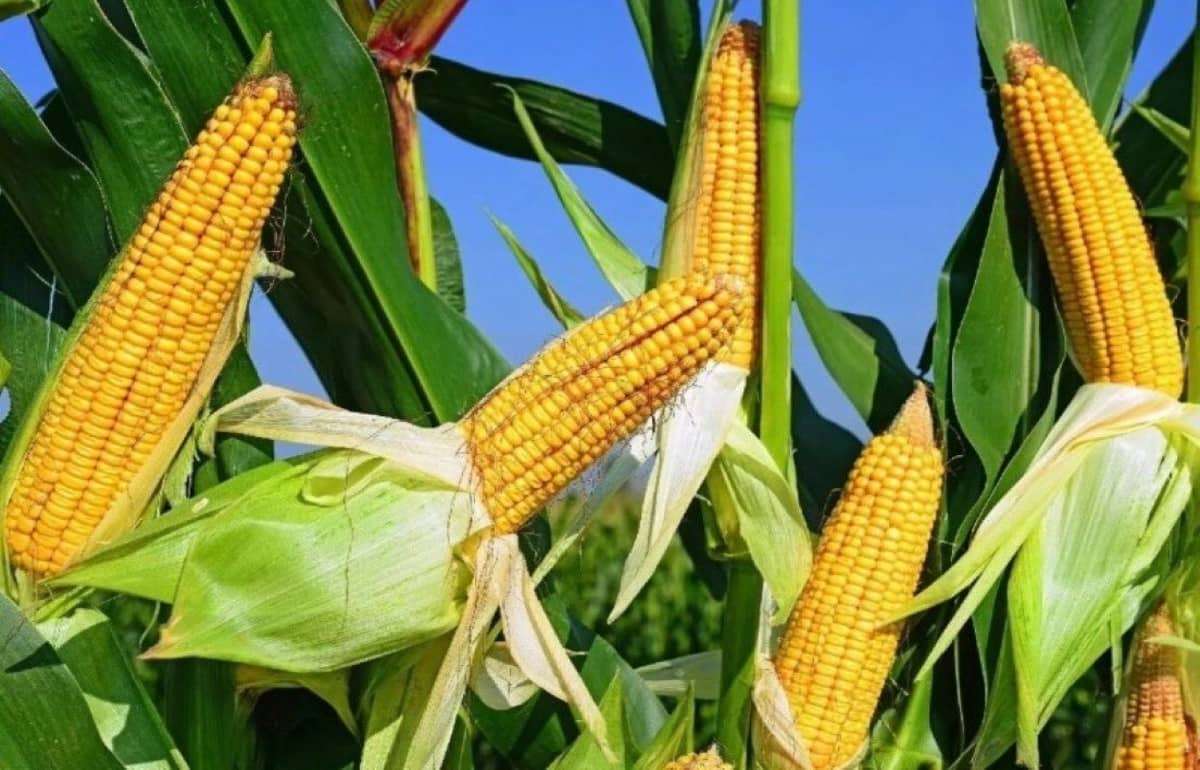 Поставки американского биоэтанола в ЕС снизят спрос на кукурузу - agroexpert.md