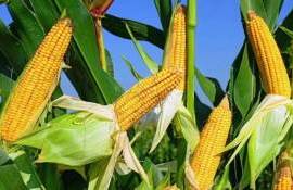 Поставки американского биоэтанола в ЕС снизят спрос на кукурузу - agroexpert.md