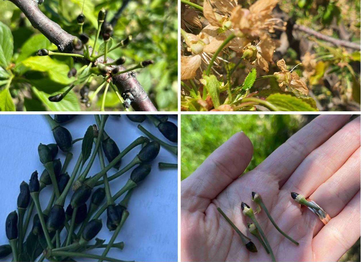 Ajutor financiar pentru pomicultorii afectați de înghețuri: Iată sumele - agroexpert.md