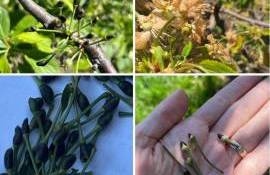 Ajutor financiar pentru pomicultorii afectați de înghețuri: Iată sumele - agroexpert.md