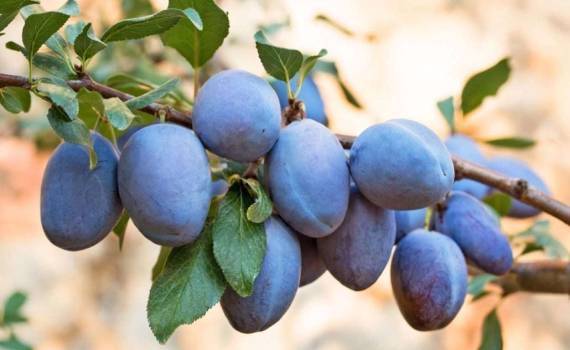 Консервные предприятия почти завершили закупку сливы - agroexpert.md