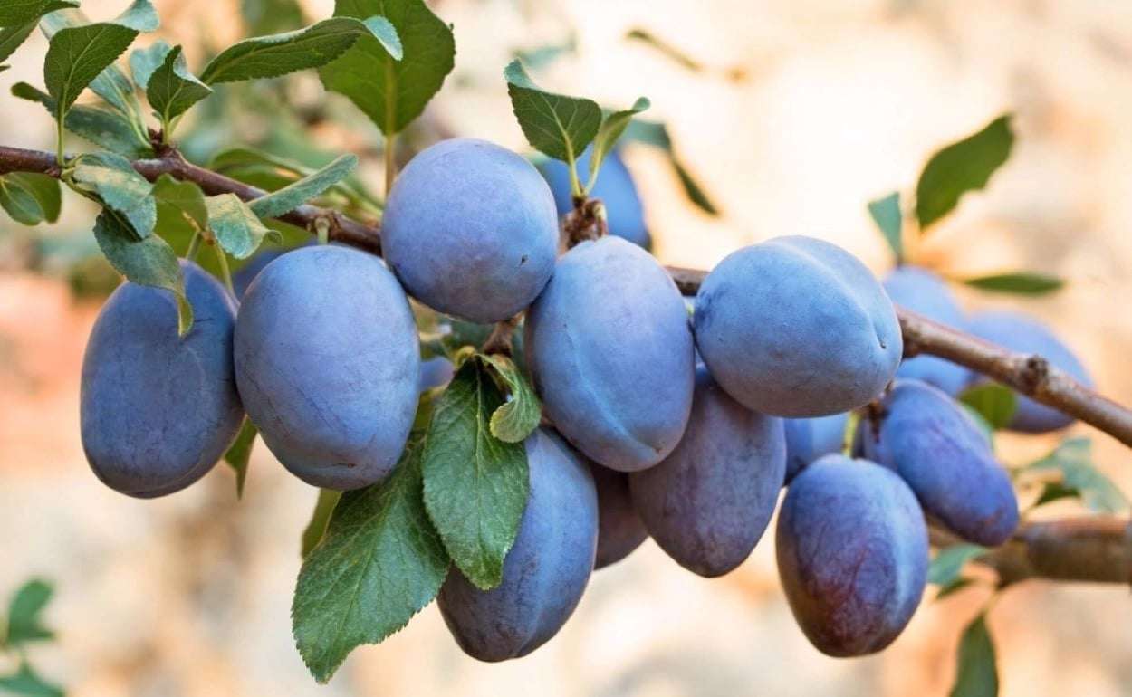 Консервные предприятия почти завершили закупку сливы - agroexpert.md