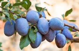 Консервные предприятия почти завершили закупку сливы - agroexpert.md