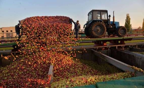 Темпы заготовки яблок для производства концентрата ниже прошлогодних - agroexpert.md