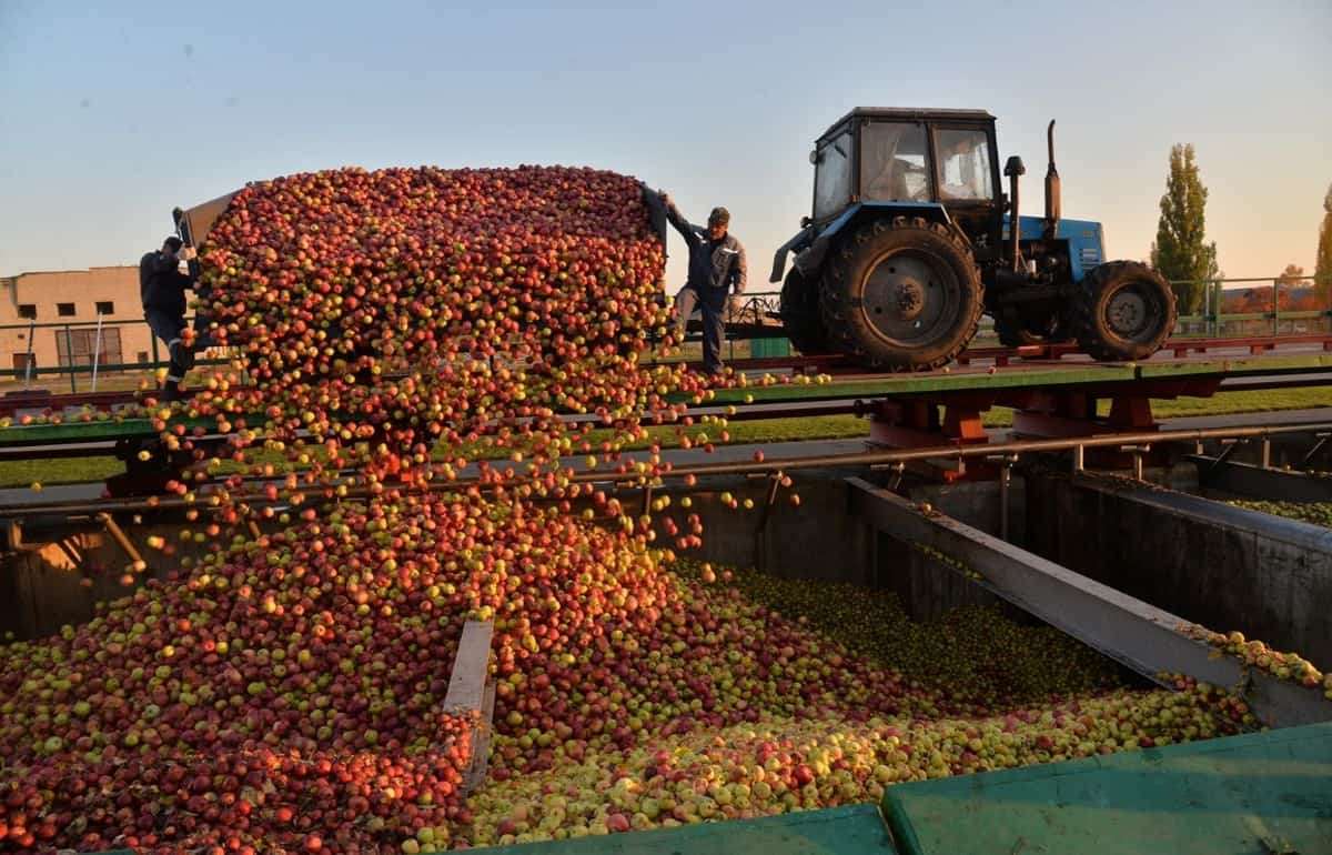 Темпы заготовки яблок для производства концентрата ниже прошлогодних - agroexpert.md