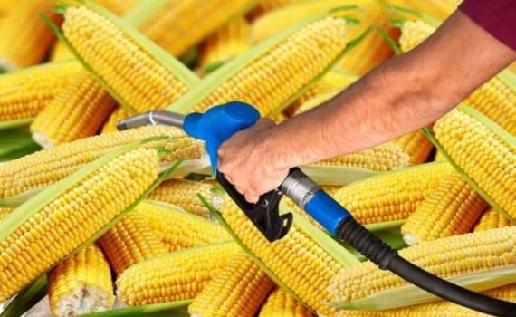 Мировой рынок фуражного зерна под давлением производства этанола - agroexpert.md