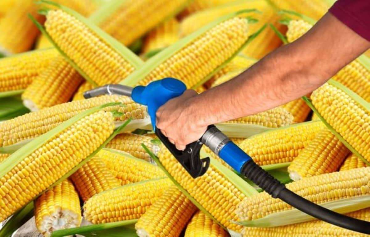 Мировой рынок фуражного зерна под давлением производства этанола - agroexpert.md
