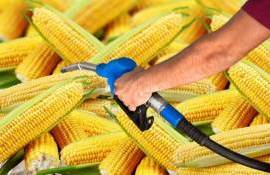 Мировой рынок фуражного зерна под давлением производства этанола - agroexpert.md