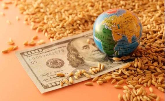 Рынок зерна и масличных: цены на пшеницу, кукурузу продолжили снижение - agroexpert.md