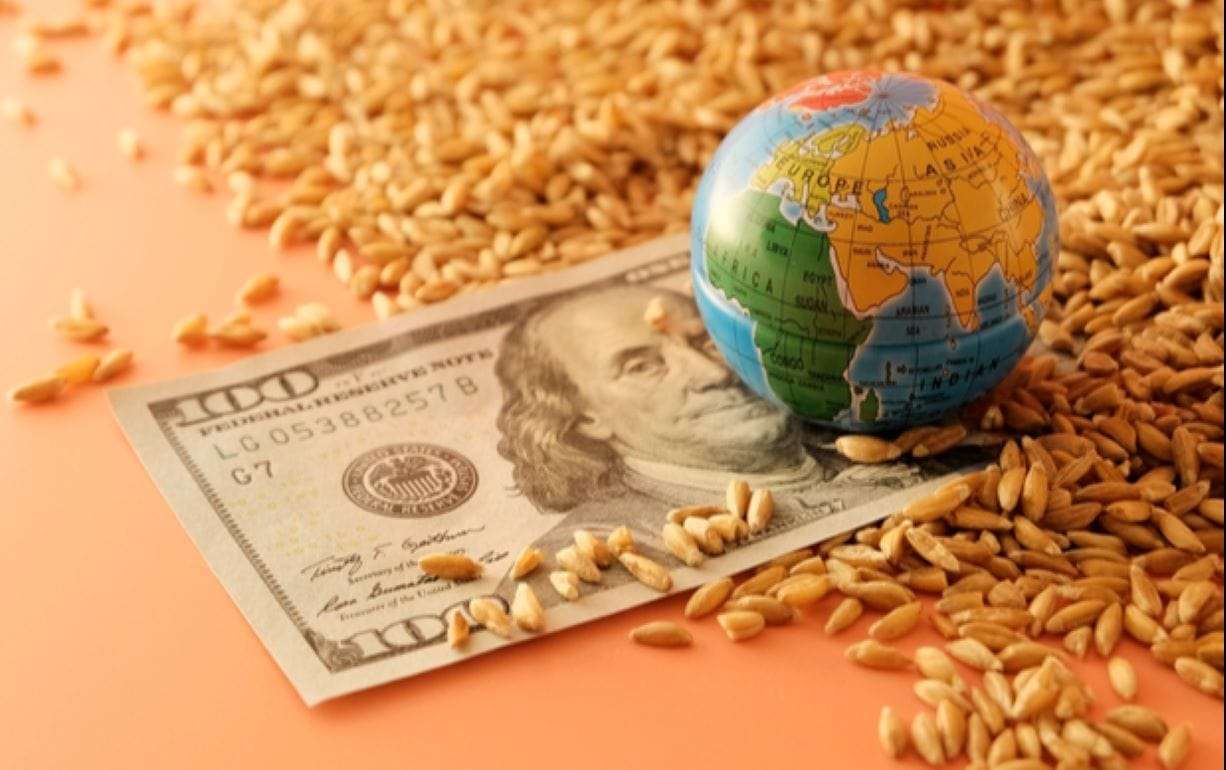 Рынок зерна и масличных: цены на пшеницу, кукурузу продолжили снижение - agroexpert.md
