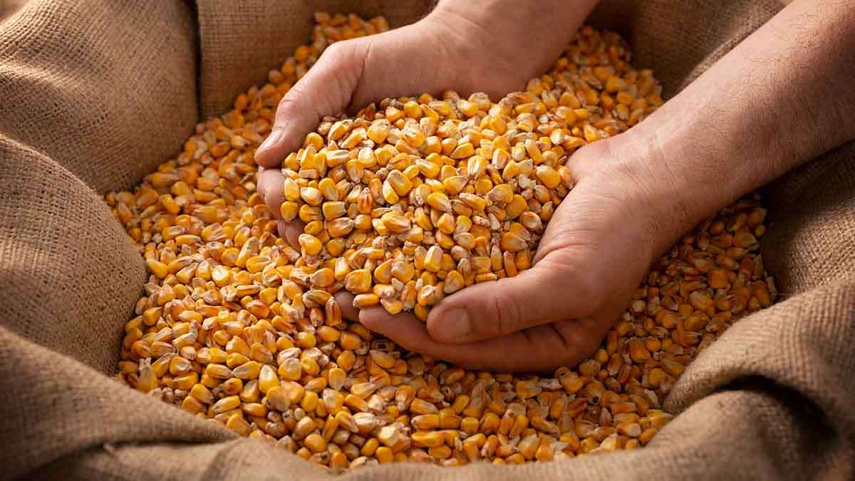 Moldova exportă porumb pentru sămânță la prețuri record în Germania - agroexpert.md
