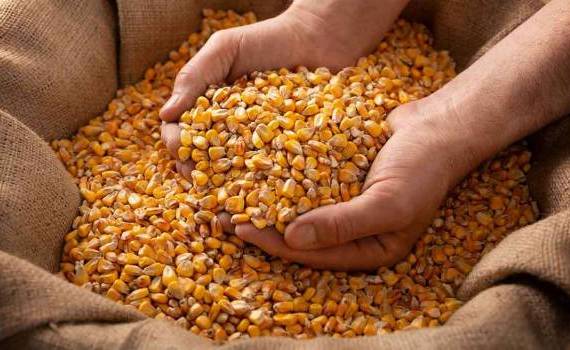 Moldova exportă porumb pentru sămânță la prețuri record în Germania - agroexpert.md
